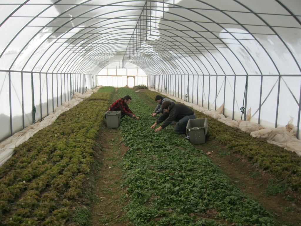 Harvesting crops in the winter months from the High Tunnel. 