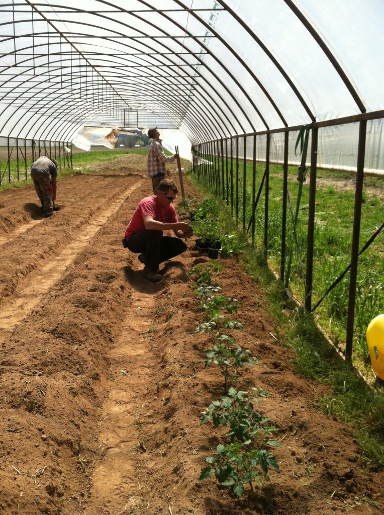 High Tunnel tomato planting